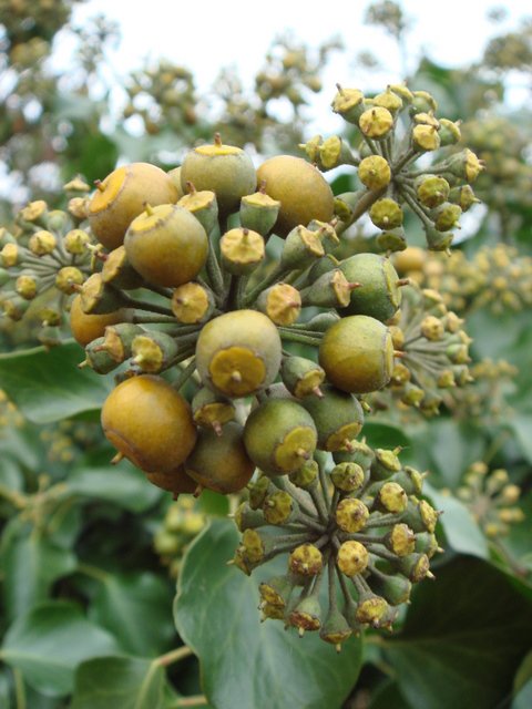 Hedera helix 'Arborescens' fruit